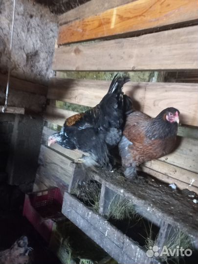 Инкубационное яйцо брама