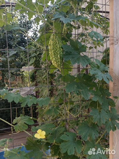 Семена момордики