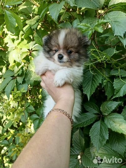 Померанский шпиц мини