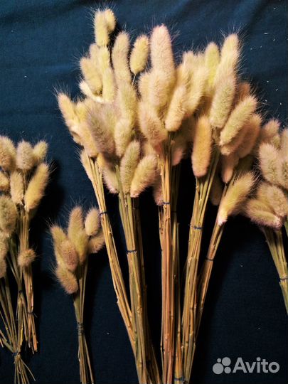 Сухоцвет Лагурус (Заячий хвостик)