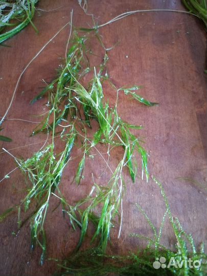 Аквариумные рыбки и растения