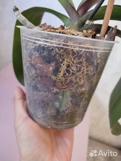 Орхидея фаленопсис