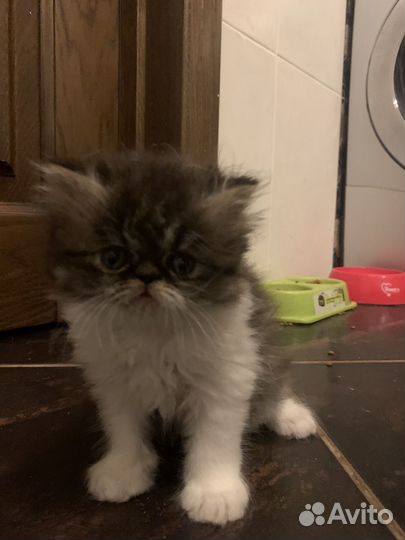 Котята экзоты