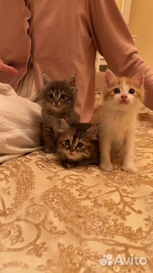 Котята в добрые руки