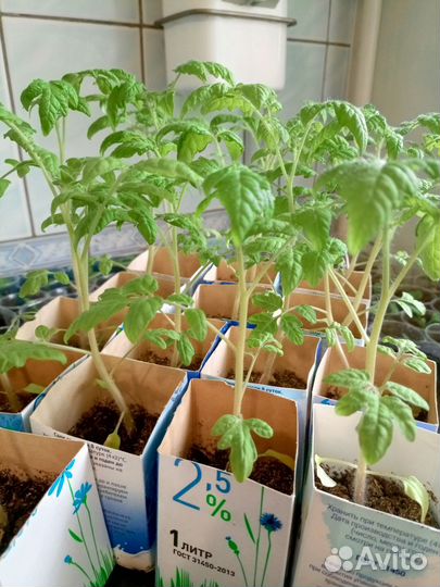 Рассада помидор черри