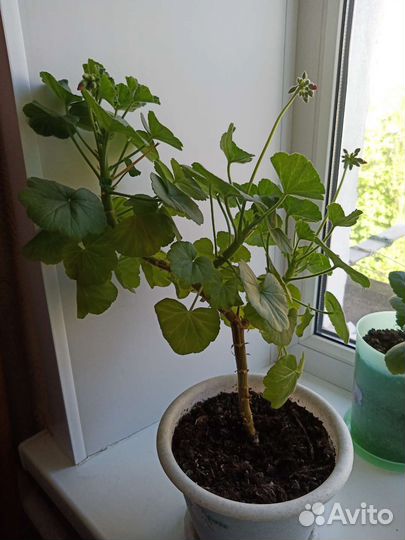 Герань красная