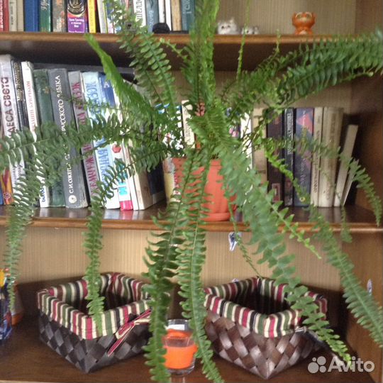 Папоротник карликовый