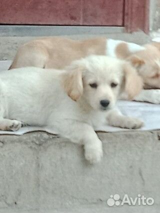 Маленькая собака в добрые руки бесплатно