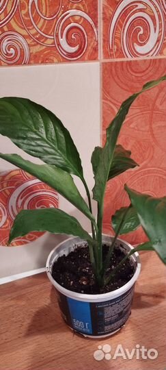 Спатифиллум- Женское счастье