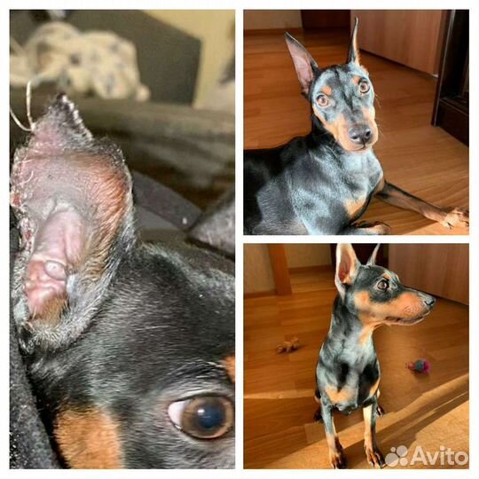 Купирование ушей, хвостов