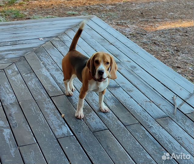 Собака бигль