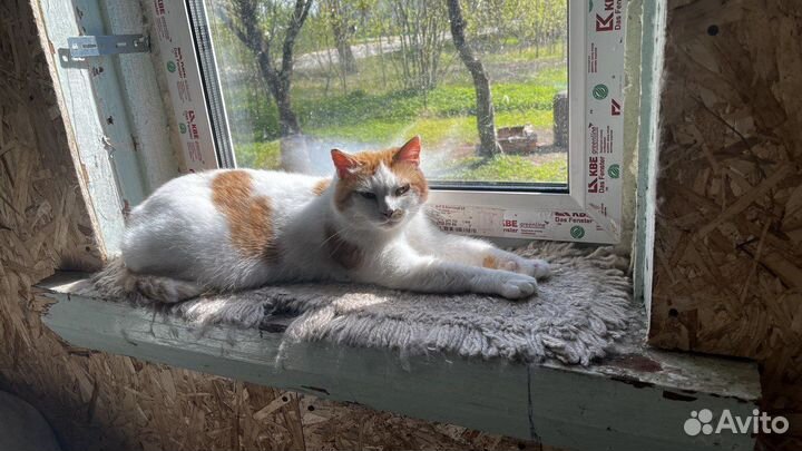 Стерилизованная рыжая кошка в добрые руки
