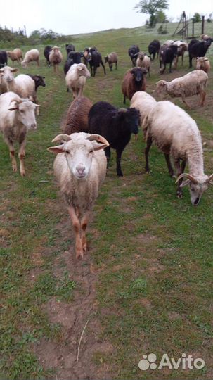 Овцы с ягнятами