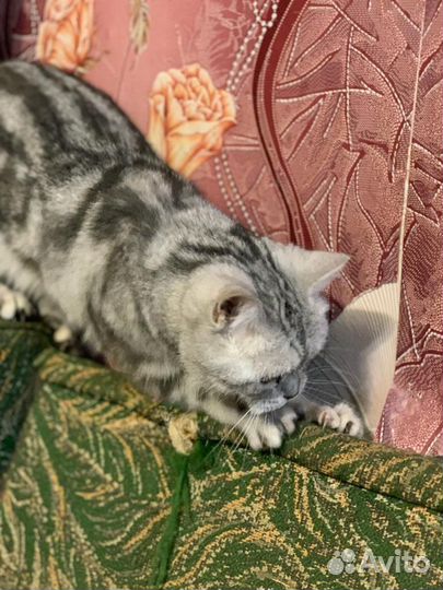 Шотландская кошка