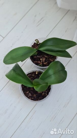 Орхидея фаленопсис детка