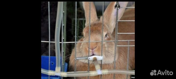 Нипельные поилки для кроликов