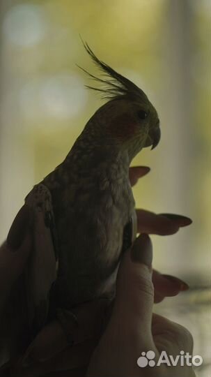 Попугаи кореллы - производители