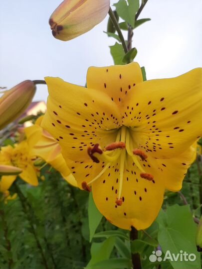 Многолетние растения для сада