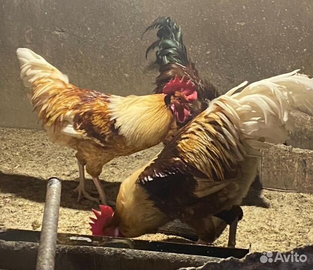 Молодые петухи