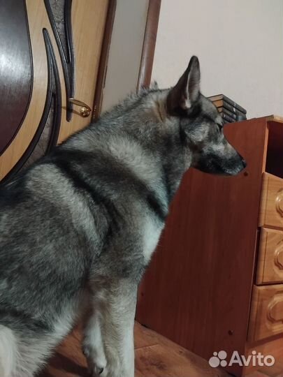 Хаски кобель вязка