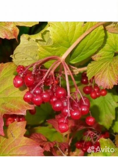 Капуста квашеная, огурцы,помидоры,желе и др