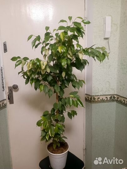 Фикус бенджамина большой