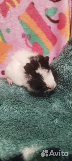 Малыши Морские свинки