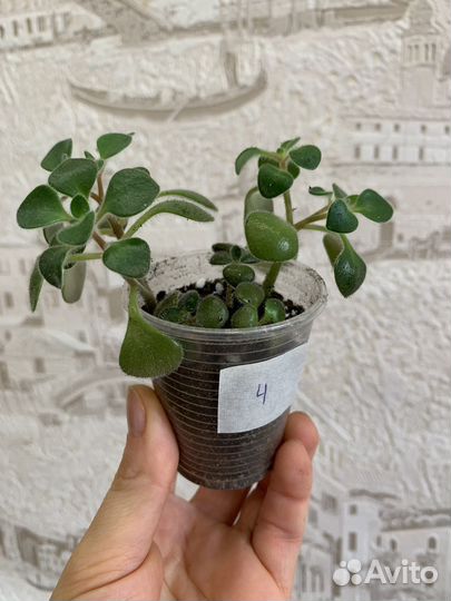 Аихризон (Aichryson)