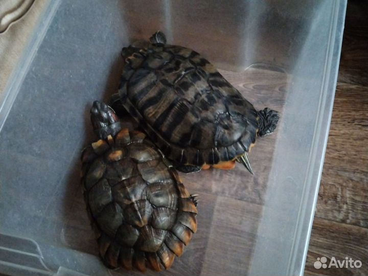 Черепаха