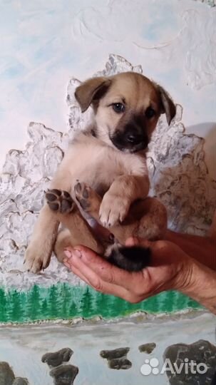 Щенки бесплатно отдам в добрые руки