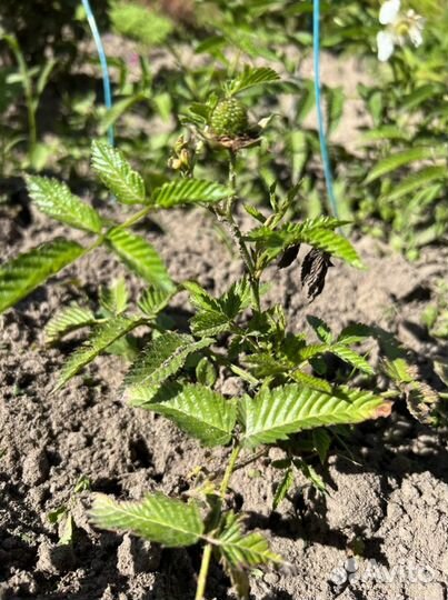 Тибетская малина