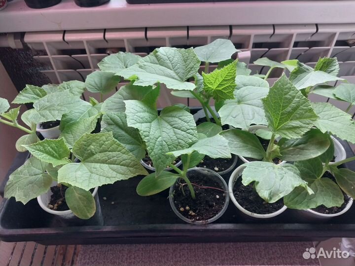 Рассада огурцов