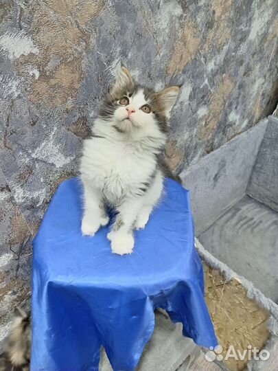 Котята мейн-кун