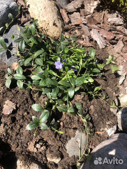 Барвинок деленки