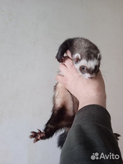 Хорек серебро с клеткой