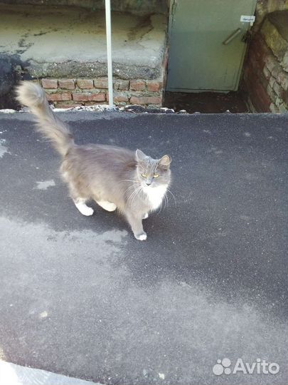 Найдена кошка