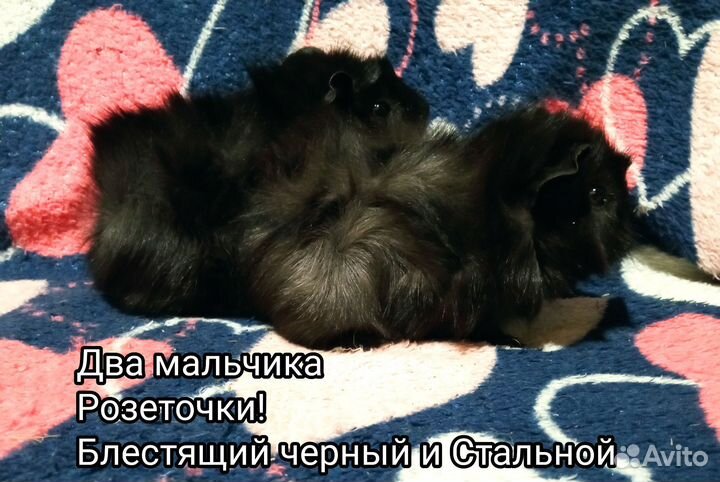 Морская свинка