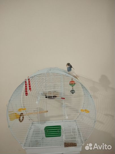 Волнистый попугай с клеткой