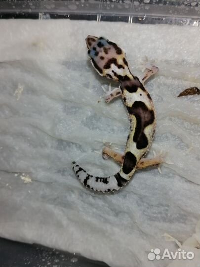 Эублефар самец Мак ба гет эклипс