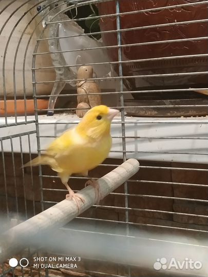 Продаются молодые кенара