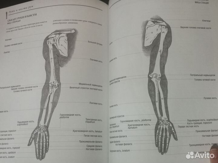 Книга Анатомия для художников