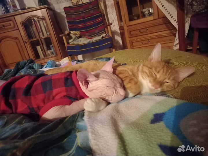 Передержка грызунов, кошек