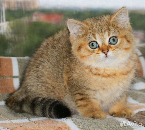 Котята серебристые и золотые тикированные шиншиллы