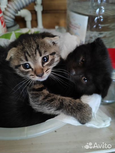 Кошка в дар бесплатно