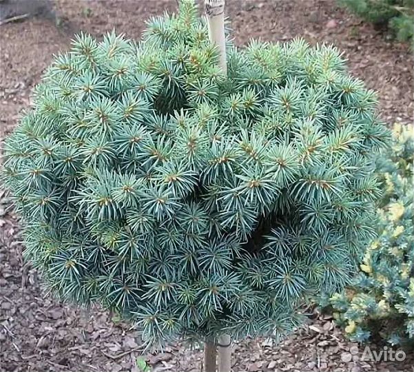 Ель колючая Пали