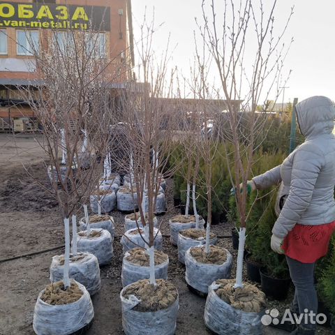Плодовые крупномеры купить в Москве | Товары для дома и дачи | Авито