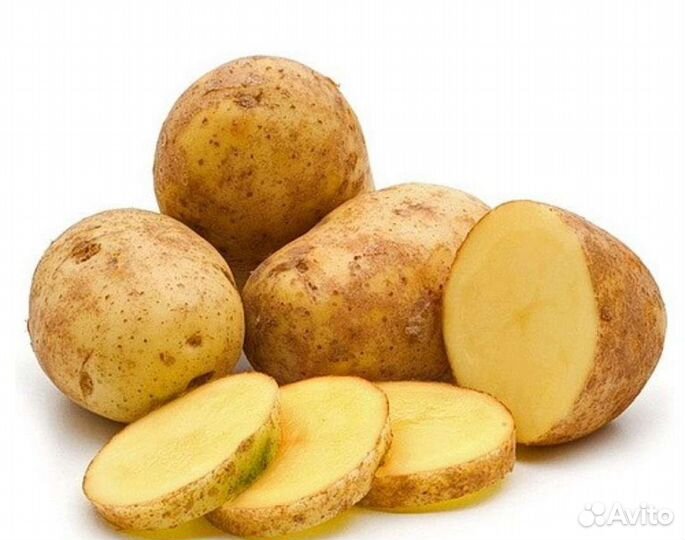 Семенной картофель