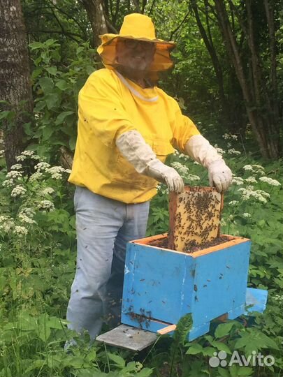 Перга, прополис, пыльца, воск, холстик, живица