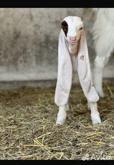 Козы гулаби