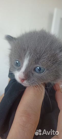 Котенок в дар